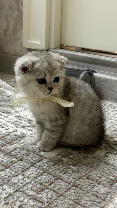 Scottish fold / straight  2 oylik / o’g’il bola