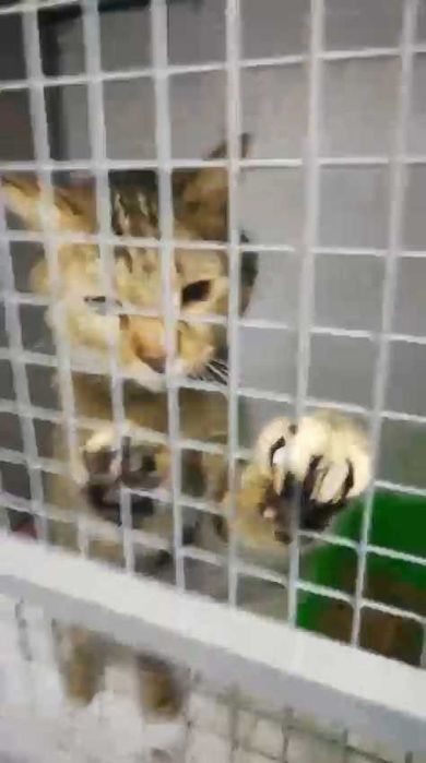 Коту нужен дом! Срочно!