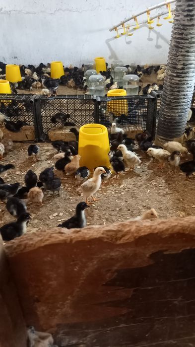 Марксов Саньатбек