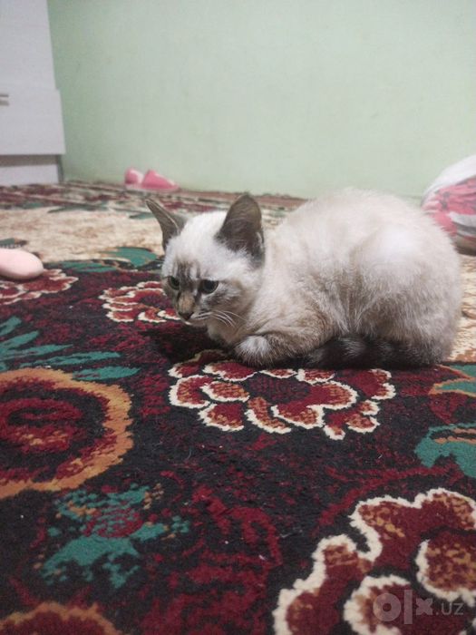 продается котенок в хорошие руки