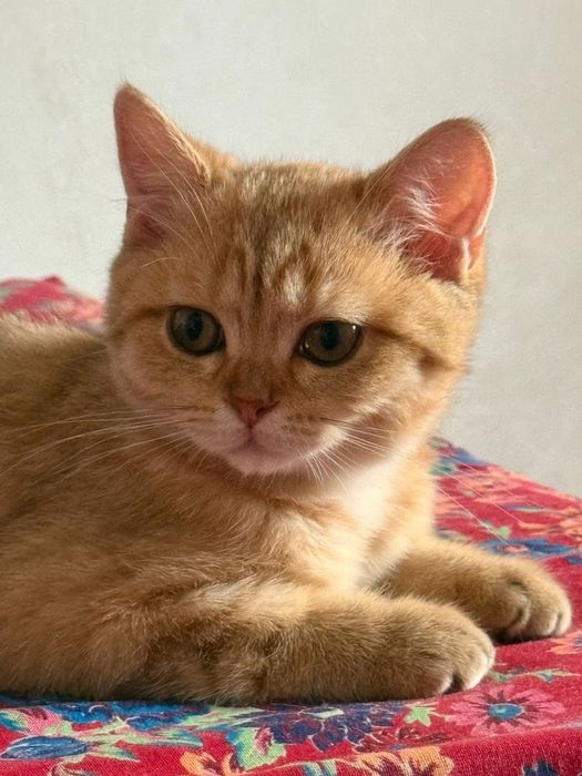Продается кошка в хорошие ручки