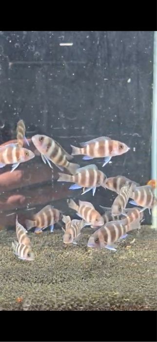Продам рыб фронтозы