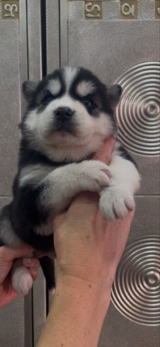 Голубоглазый кавалер хаски