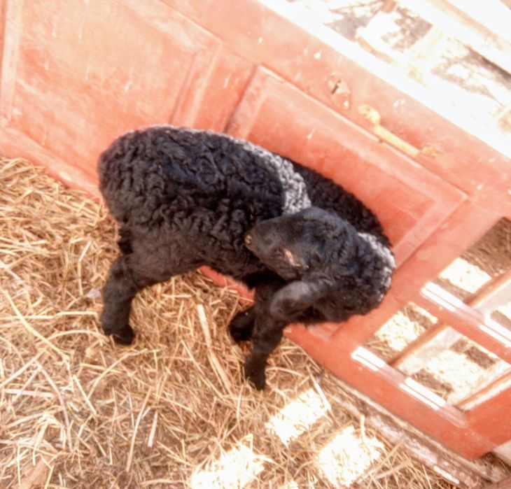 Ана бола куй сотилади ана куй тиши 4 тиш тез ва арзон сотилади