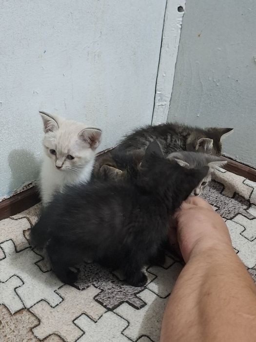 Бесплатно катята