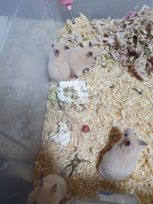 Сирийский хомяк: озорной зверек с золотым окрасом Крупный  породы