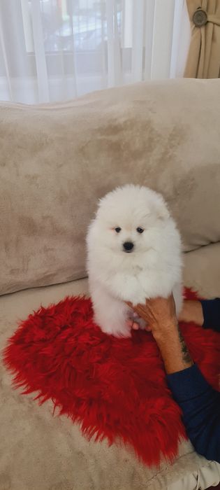 Mascul pomeranian