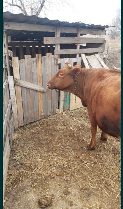 Продам молодую стельную корову