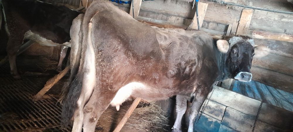 Vând vaca bruna de mm