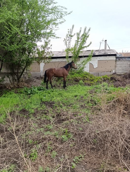 Кабыла 3 года  обезжаная