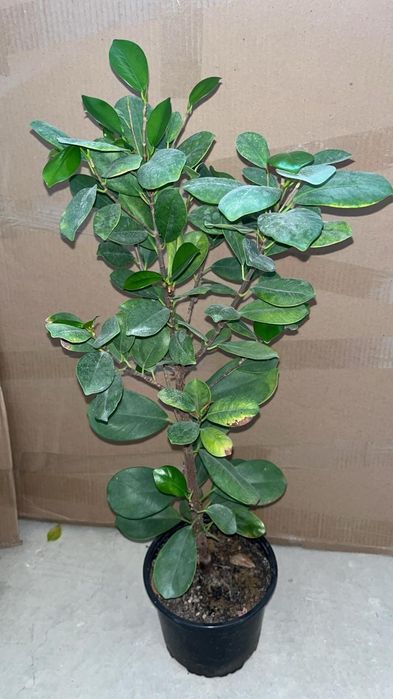 Продаю срочно комнатные