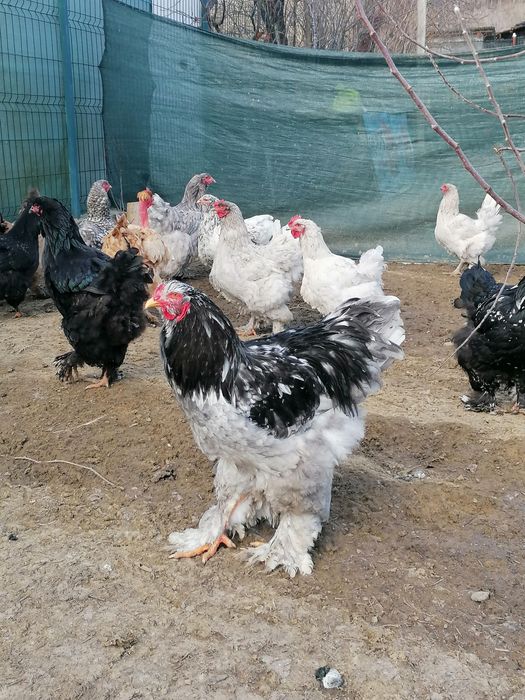 Vând ouă pentru incubat