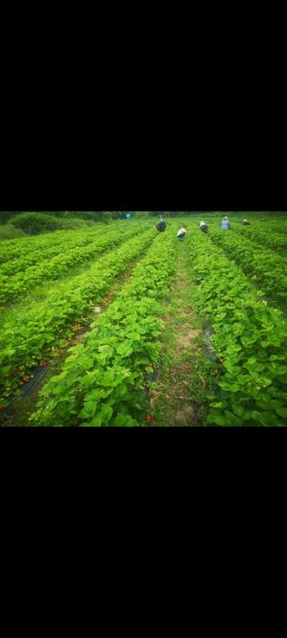 Разсад Ягоди и Малини