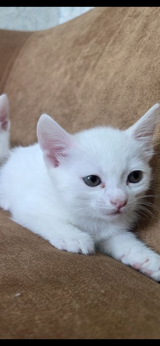 Котенок милая девочка