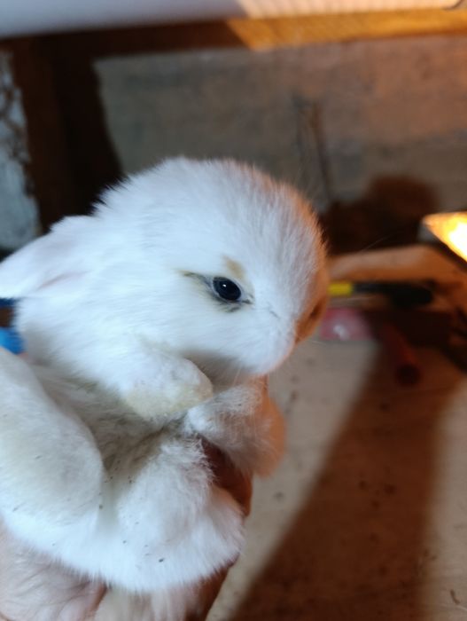 Karlik baran quyon bolalari sotladi