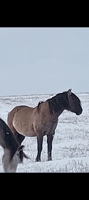 Айғыр сатылады МЗ.  2018 жылы тұылған.