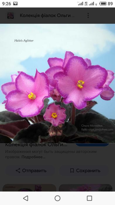 Диффенбахия, бегония,фиалка, маранта