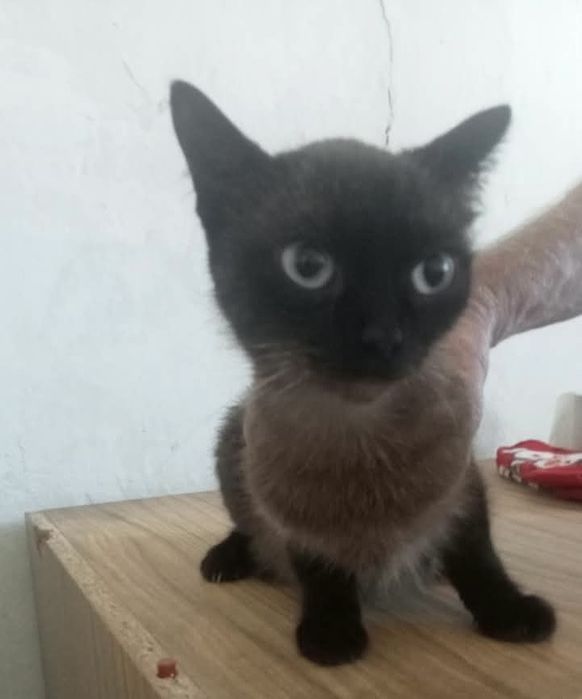 Молодые котейки ищут дом