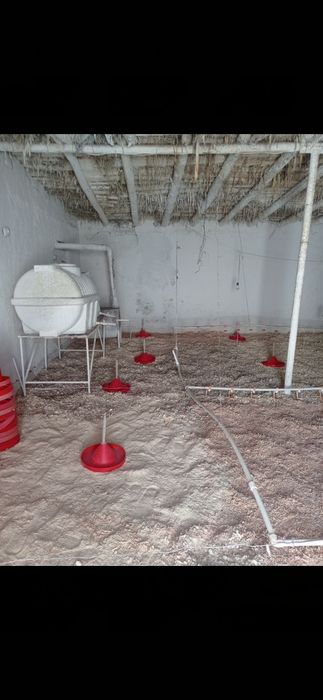 Broler boqish uchun tayor joy