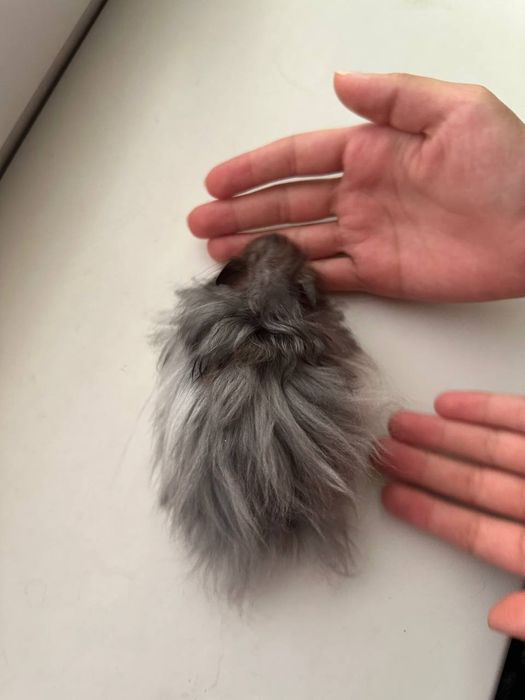 Продам сирийских хомячков в хорошие руки