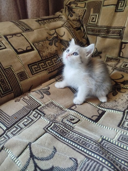 Отдам котят в хорошие руки