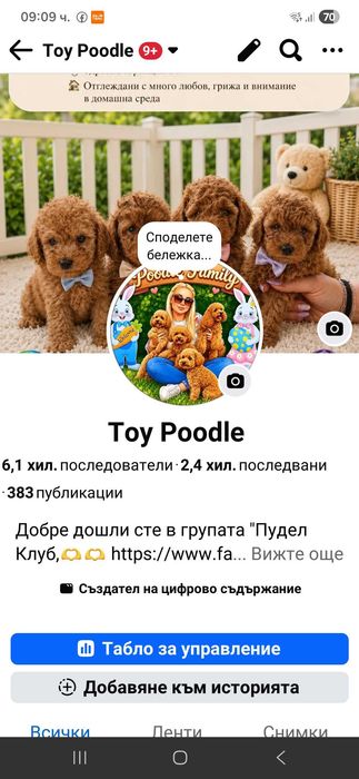 Toy poodle момиче-Fci, Genetic, Pl
