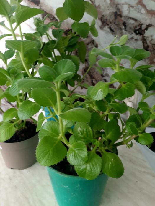 Дом и сад. Домашние цветы.Мята Американская.Колеус.