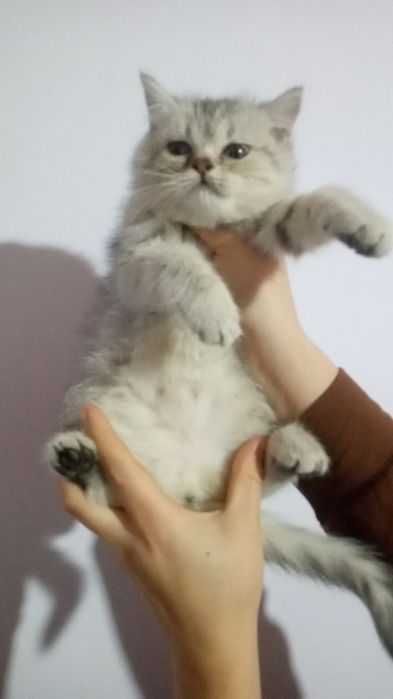 Shinshila tigrovni kozi kok zotli Mushuklar 2 ta qizbola 1 ta ogil bol