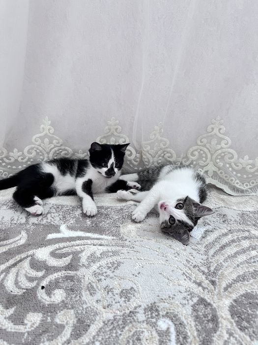 Котята 1.000тенгн
