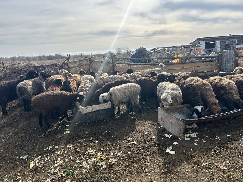 Қой , тоқты сатамын