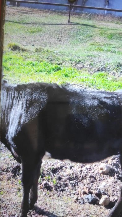 Продам  молодую телку