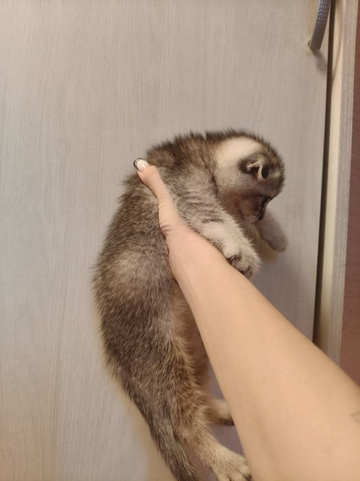 Тикированый котенок мальчик