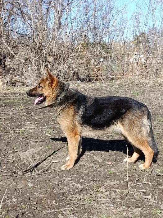 Очен хорошая собака