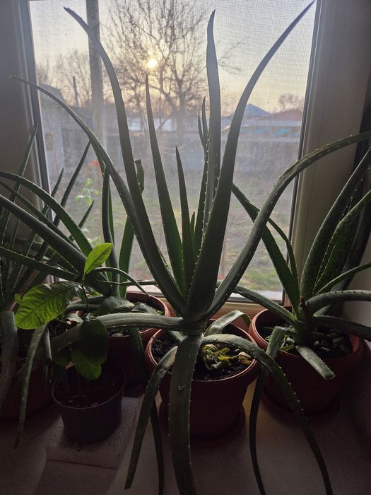 Алоэ вера (Aloe vera)