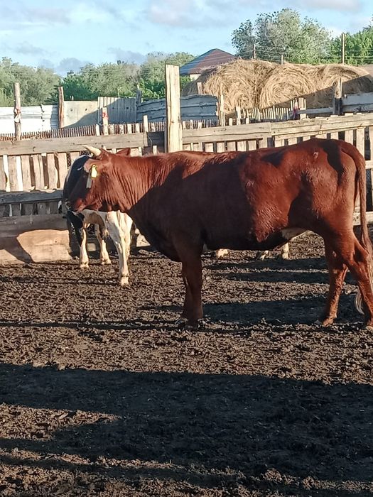 Продам карову 2х летку