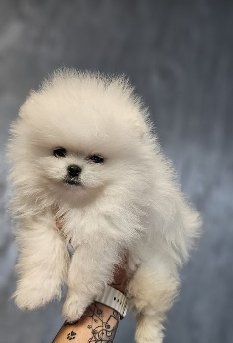 Pomeranian baietel superb!