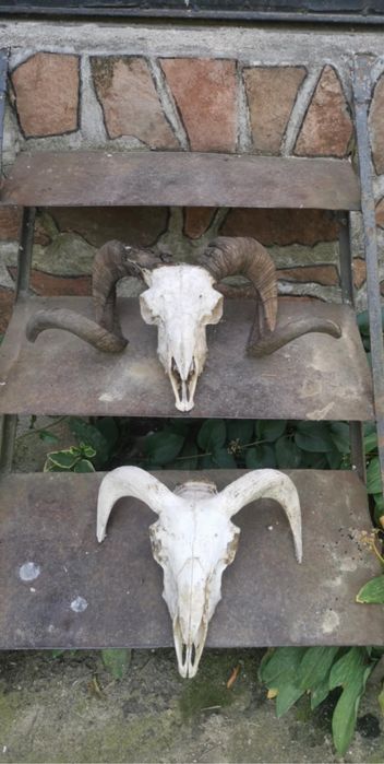 Черепи рога най-новото