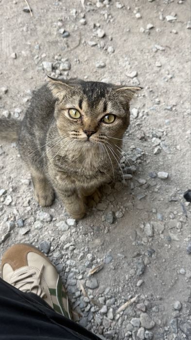 Кошечка  пристраивается