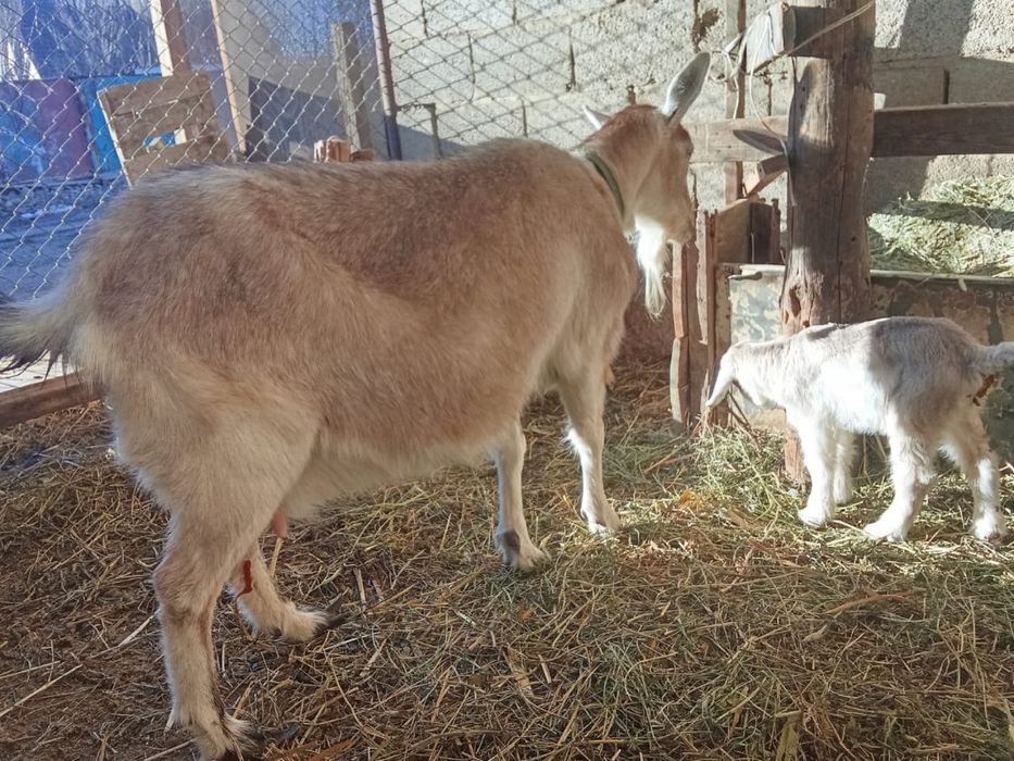 Ешкі сатылады лақтарымен