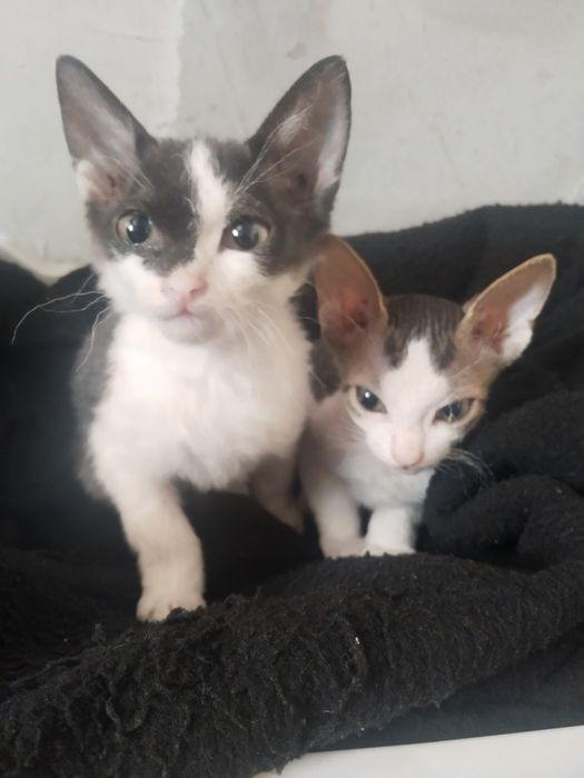 Продам котят сфинксов