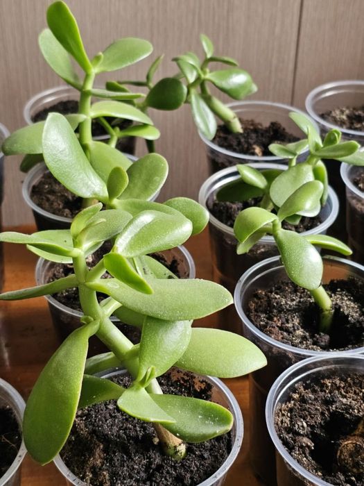 Толстянка. Денежное дерево