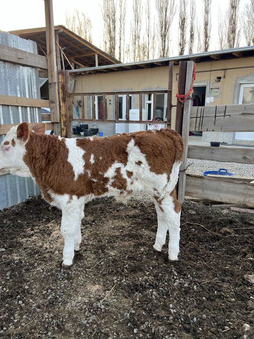 Simintal Buqa Sotiladi