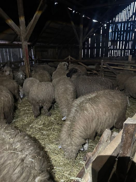 Vând 50 de oi ! Detalii la Nr de telefon !