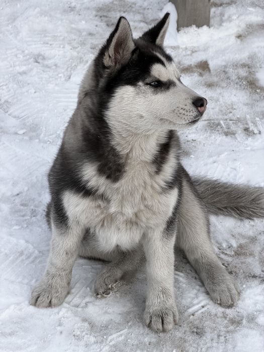 Продам хаски щенка