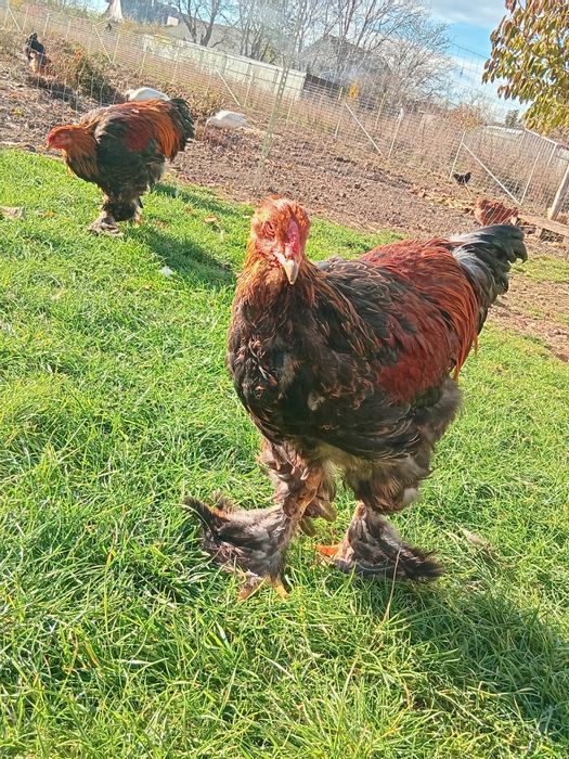 Vand ultimile exemplare din rasa Brahma potarnichiu și brahma Hd