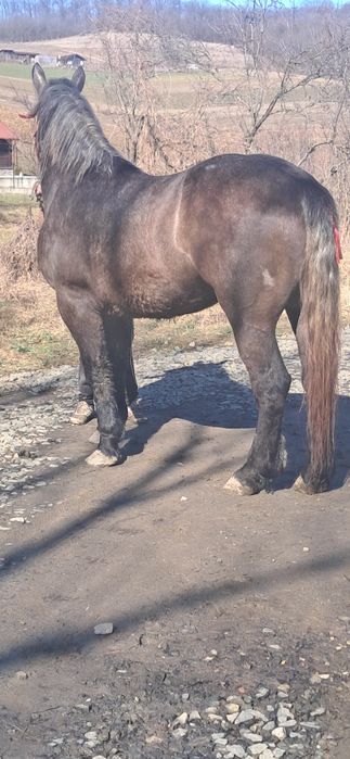 Vând mînză sură de 2 ani jumate