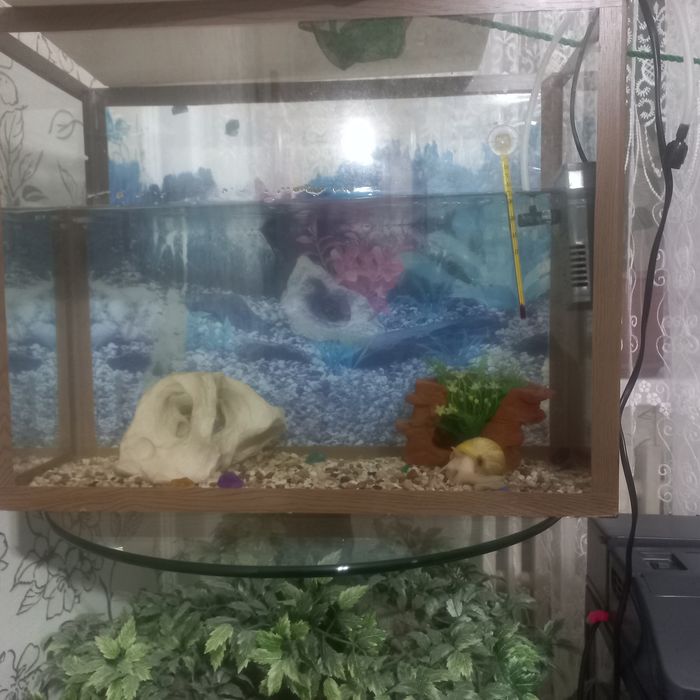 Продам аквариум и сачек.