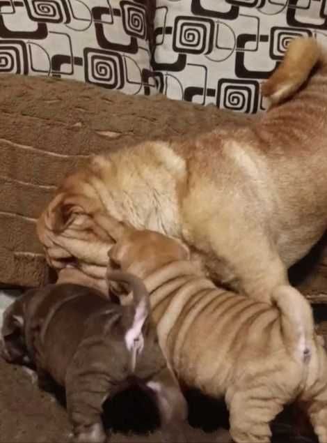 Щенки породистые Шарпей