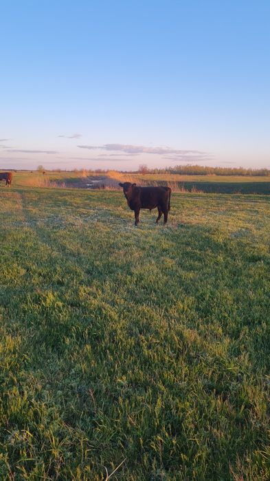 Бұқа баспақтар (бычки) сатамын