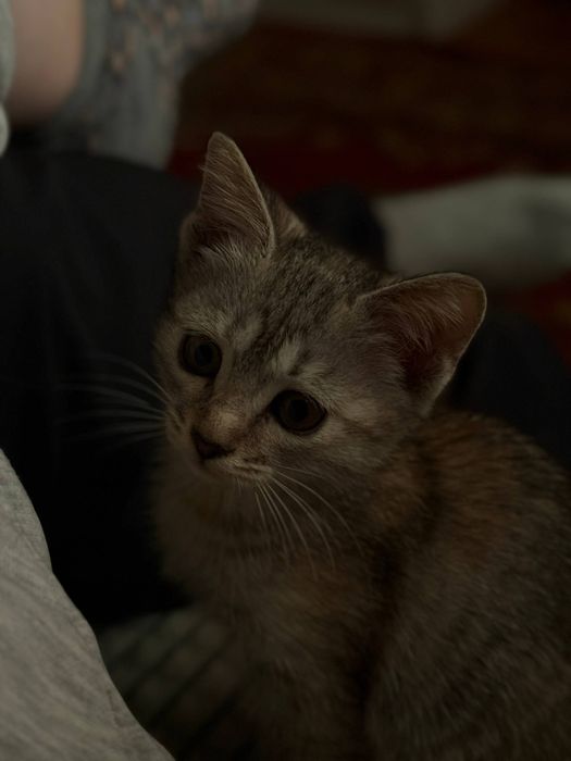 котёнок 5 месяцев